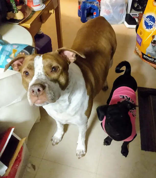 Arlington Animal Clinic Picture 8