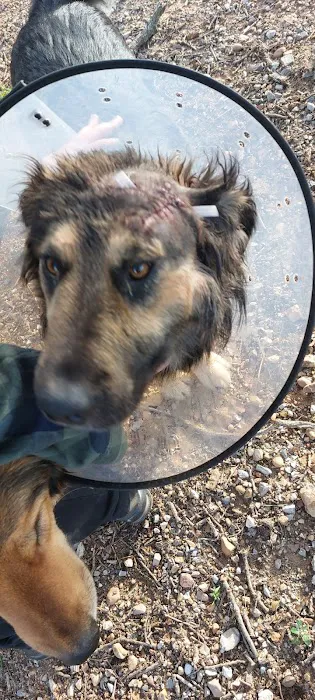 Arlington Animal Clinic Picture 7