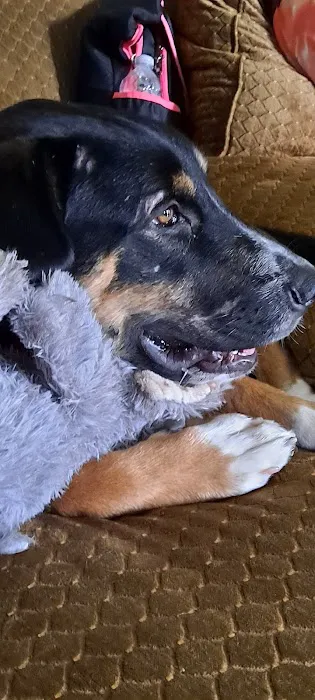 Arlington Animal Clinic Picture 10