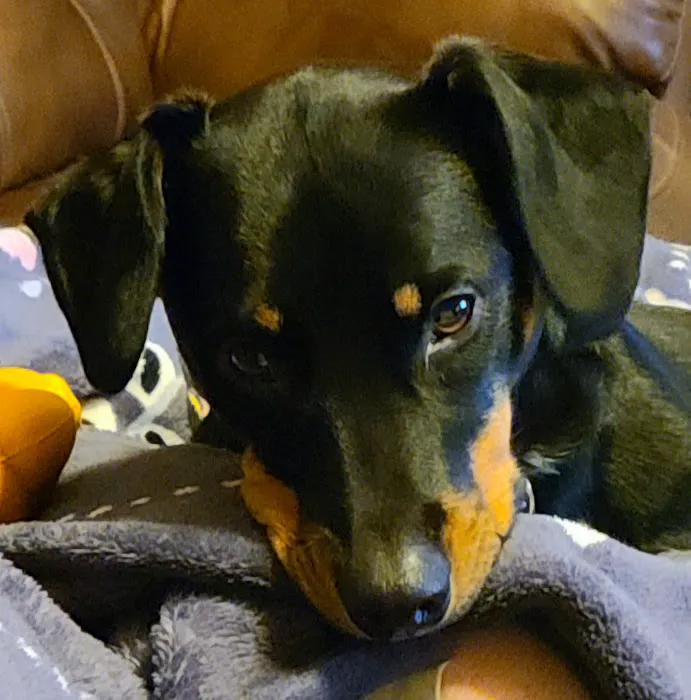 Southern Oklahoma Veterinary Center Picture 1