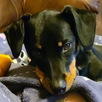 Southern Oklahoma Veterinary Center ico