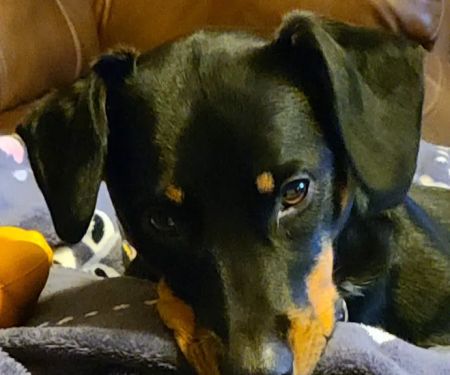 Southern Oklahoma Veterinary Center