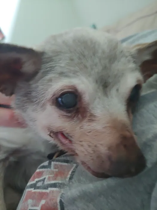 Southern Oklahoma Veterinary Center Picture 10