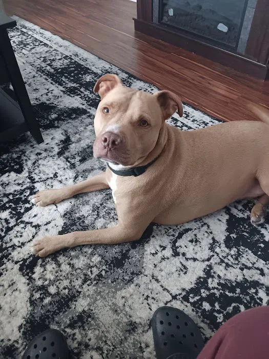 Animal Medical Center LLC Picture 2