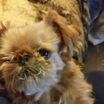 Animal Medical Center LLC