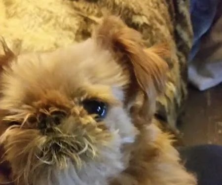 Animal Medical Center LLC