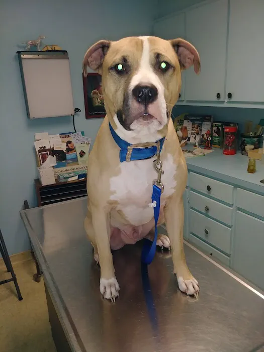 Animal Medical Center LLC Picture 5