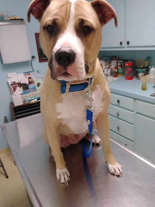 Animal Medical Center LLC Picture 4