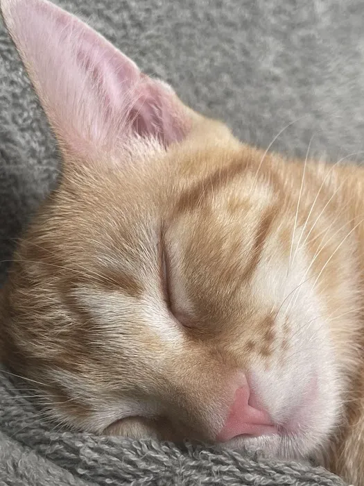 Animal Medical Center LLC Picture 3