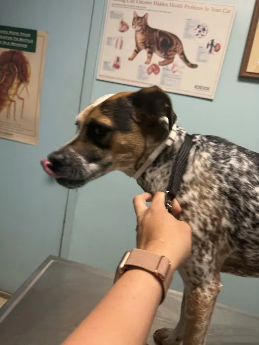 Animal Medical Center LLC Picture 6