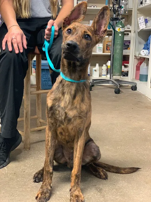 Ada Veterinary Clinic Picture 8