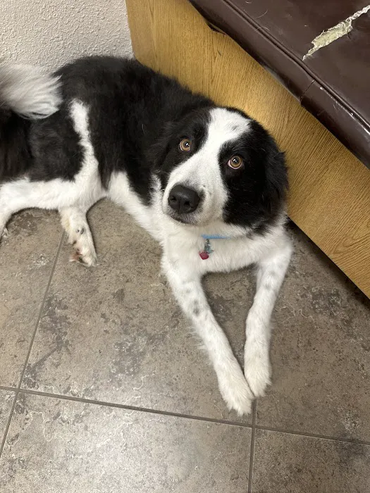 Rose Rock Veterinary Hospital & Pet Resort Picture 4