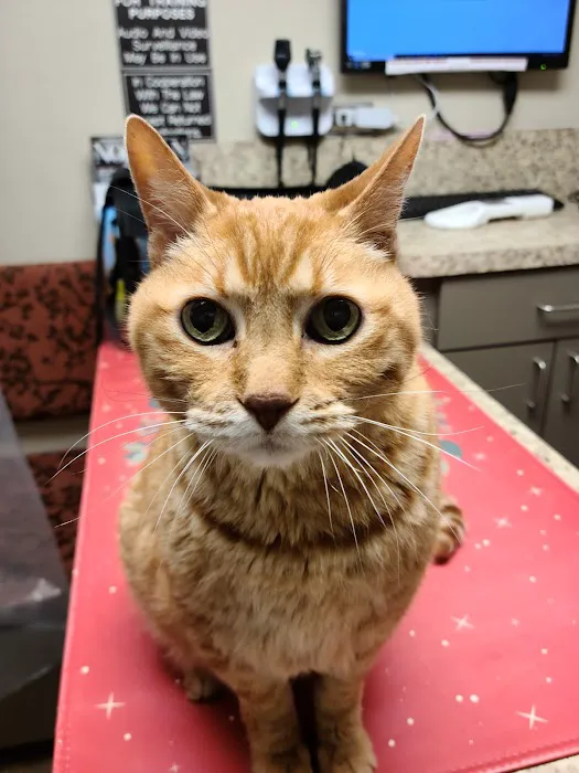 Rose Rock Veterinary Hospital & Pet Resort Picture 3