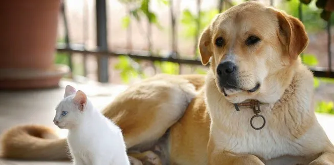 Rose Rock Veterinary Hospital & Pet Resort Picture 5