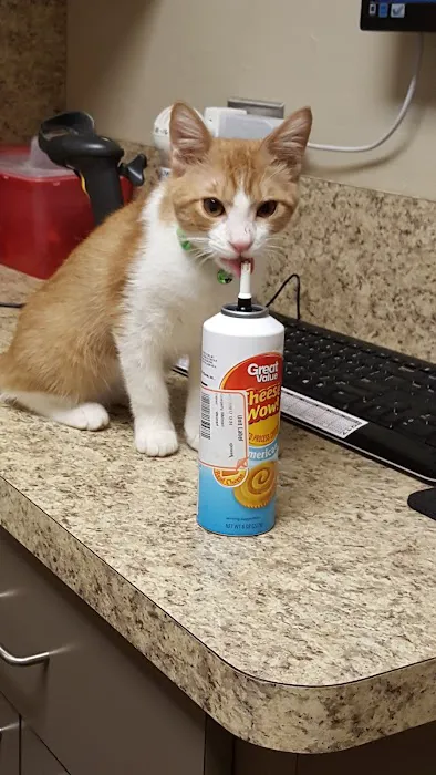 Rose Rock Veterinary Hospital & Pet Resort Picture 8