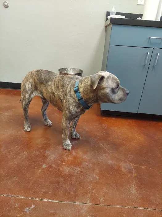 Veterinary Emergency Referral Center Picture 1