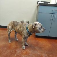 Veterinary Emergency Referral Center ico