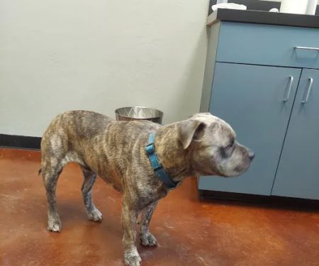 Veterinary Emergency Referral Center