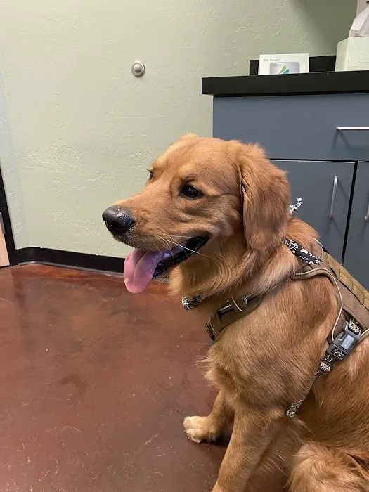 Veterinary Emergency Referral Center Picture 5