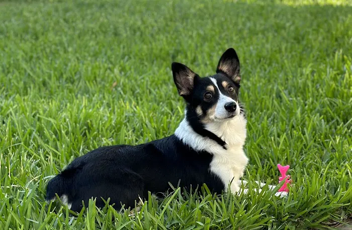 Veterinary Emergency Referral Center Picture 4