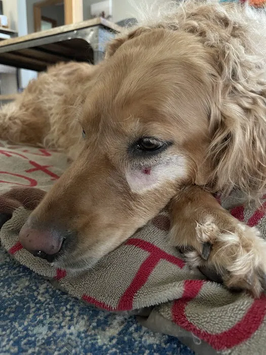 Veterinary Emergency Referral Center Picture 3