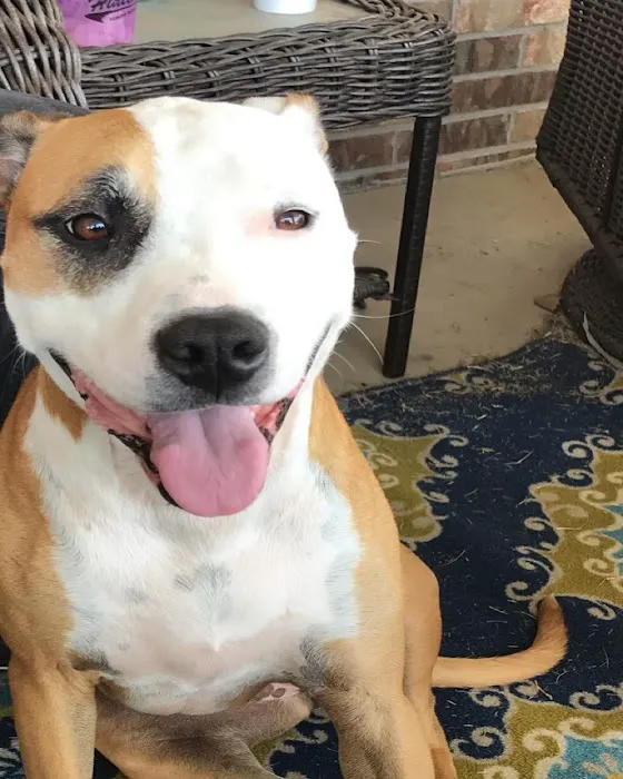 Veterinary Emergency Referral Center Picture 6