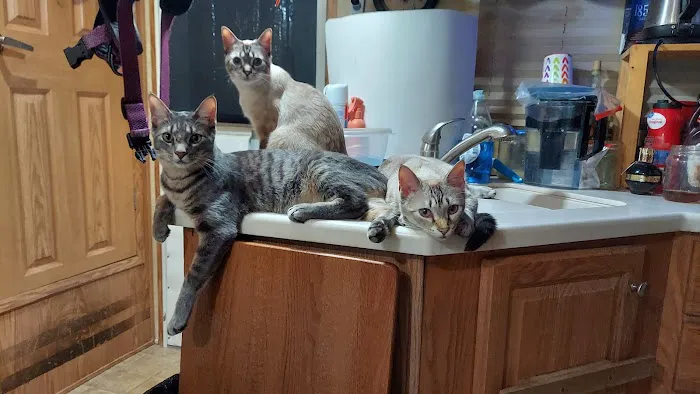 Veterinary Emergency Referral Center Picture 7