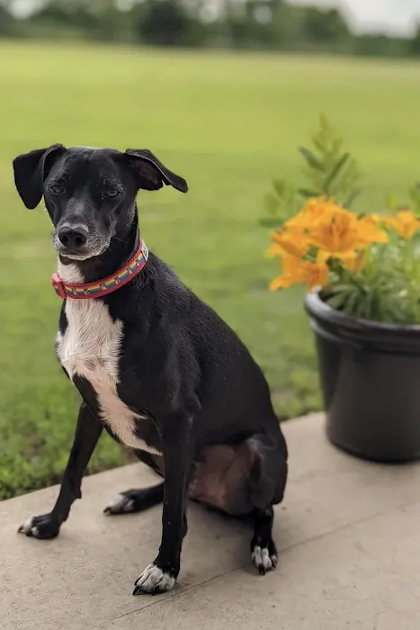 Veterinary Emergency Referral Center Picture 10