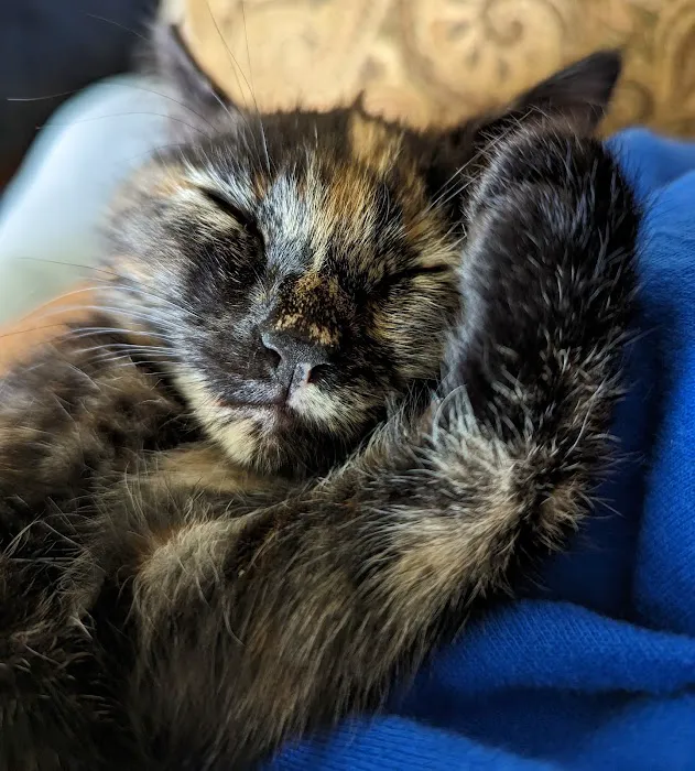 Park Lane Veterinary Hospital Picture 1