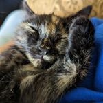 Park Lane Veterinary Hospital