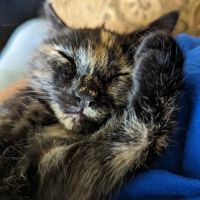 Park Lane Veterinary Hospital ico