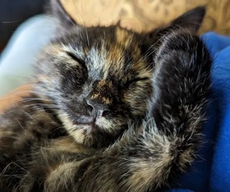 Park Lane Veterinary Hospital