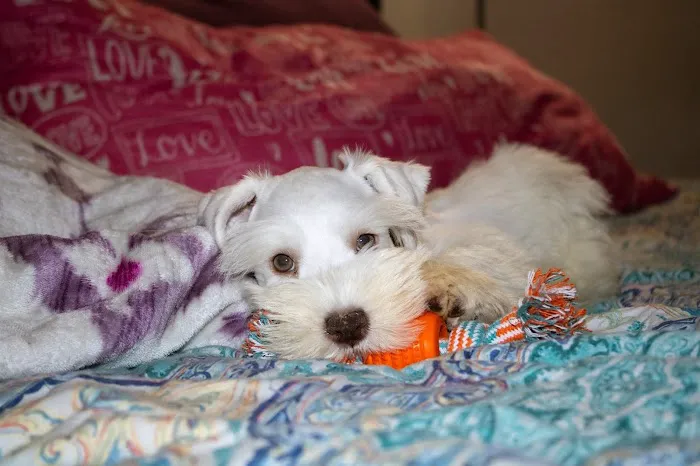 Park Lane Veterinary Hospital Picture 5