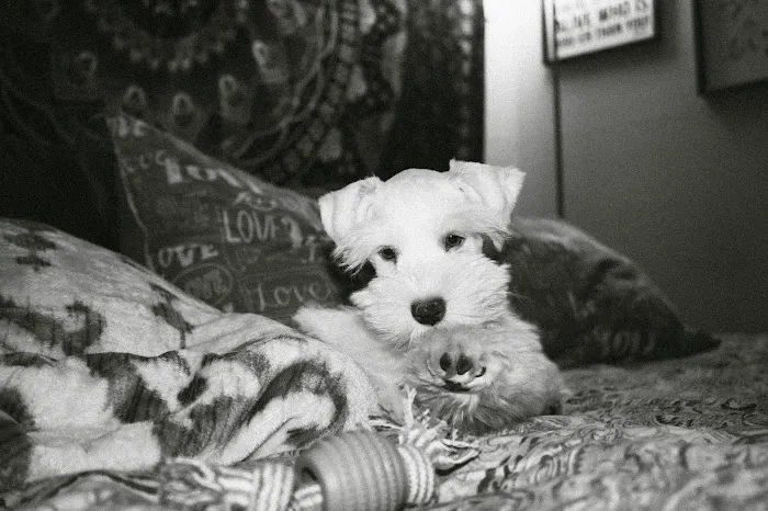 Park Lane Veterinary Hospital Picture 4