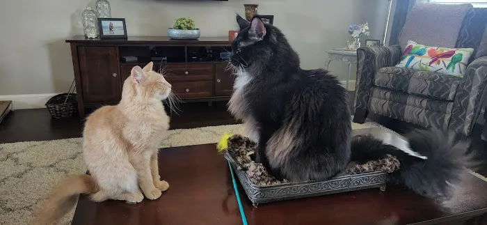 Park Lane Veterinary Hospital Picture 7