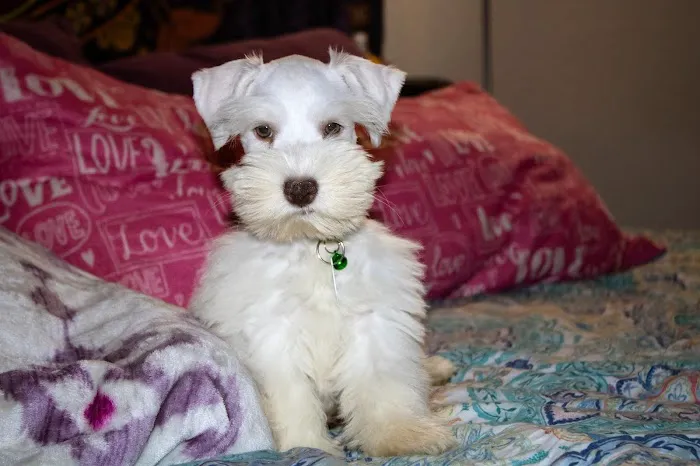 Park Lane Veterinary Hospital Picture 6