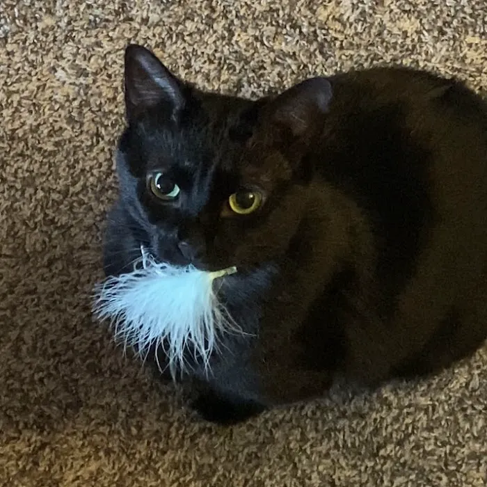 Park Lane Veterinary Hospital Picture 9