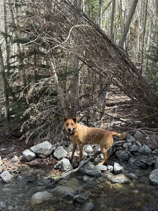 Banfield Pet Hospital Picture 7