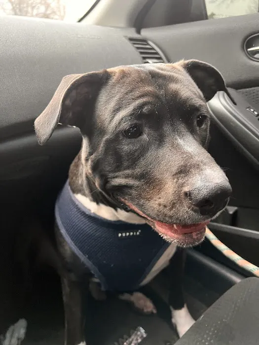 Vetco Total Care Animal Hospital Picture 3