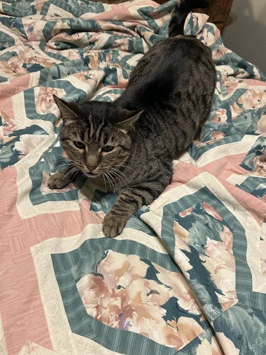 Vetco Total Care Animal Hospital Picture 4