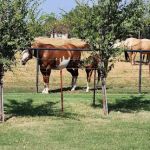 Oklahoma Equine Hospital, Inc