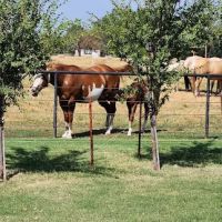 Oklahoma Equine Hospital, Inc ico