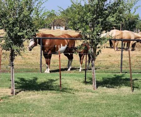 Oklahoma Equine Hospital, Inc