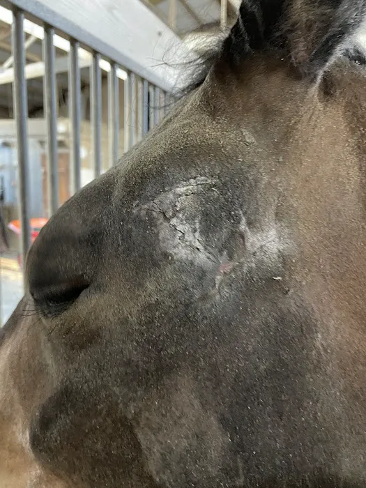 Oklahoma Equine Hospital, Inc Picture 7