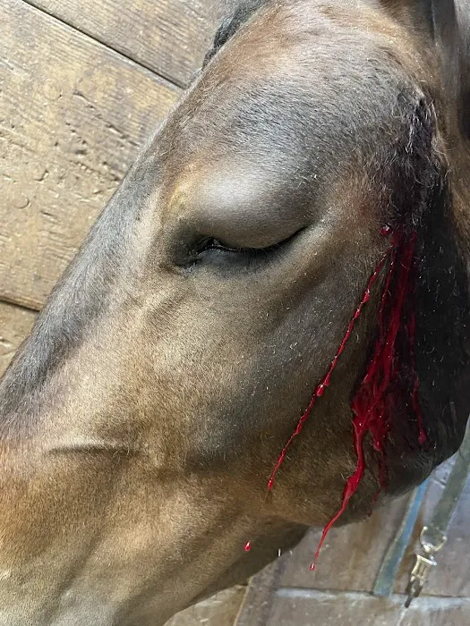 Oklahoma Equine Hospital, Inc Picture 9