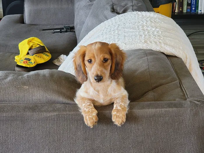 Southwest Veterinary Hospital Picture 2