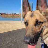 Southwest Veterinary Hospital ico