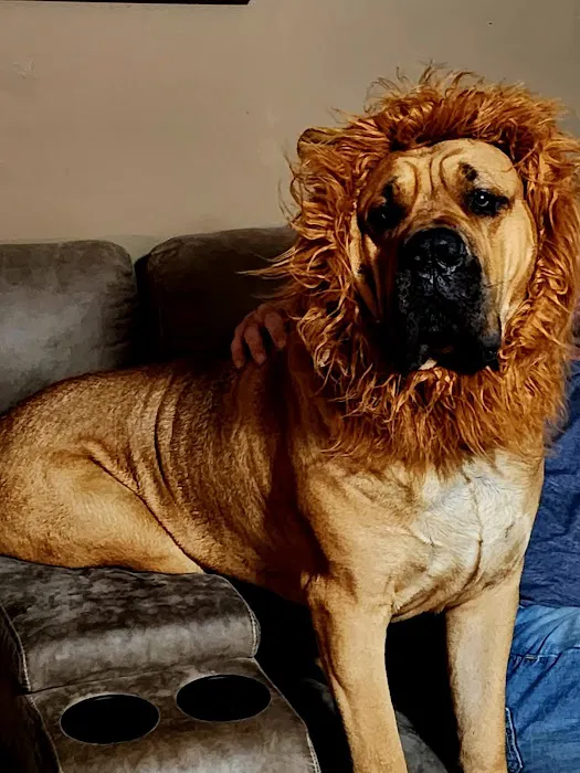 Southwest Veterinary Hospital Picture 4