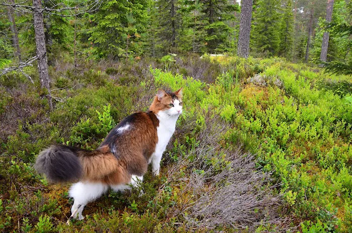 Southwest Veterinary Hospital Picture 5