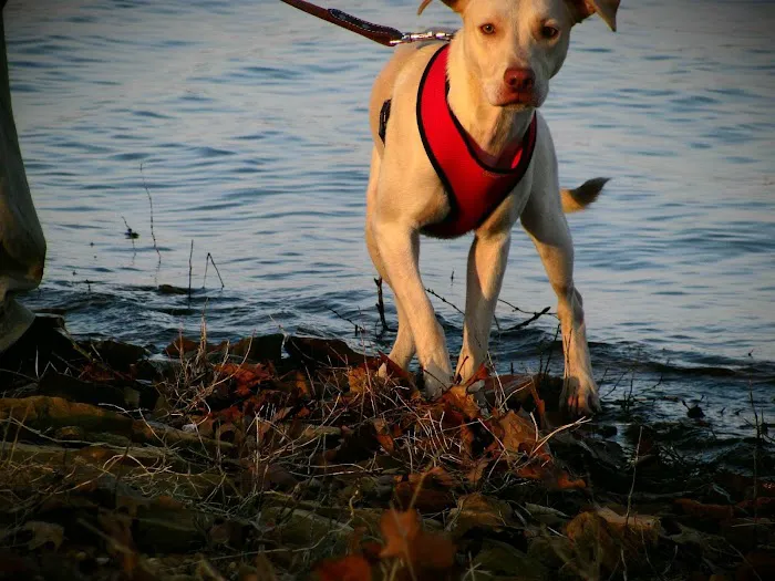 Southwest Veterinary Hospital Picture 7